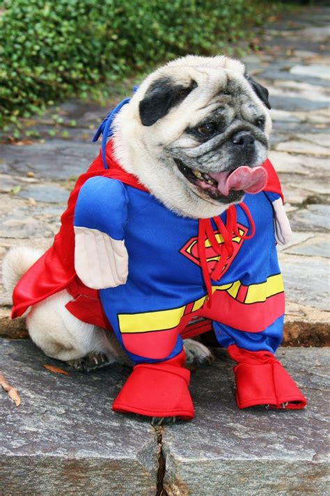 pug halloween costumes